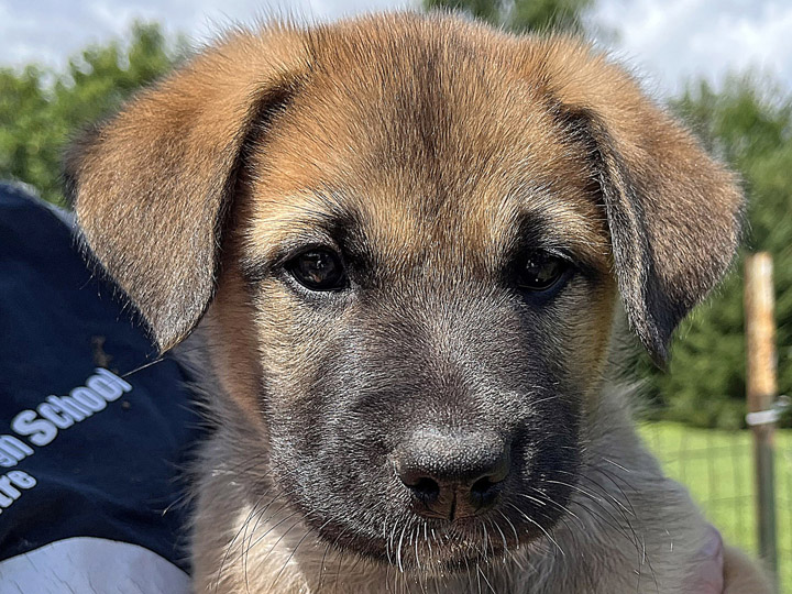 chinook puppy